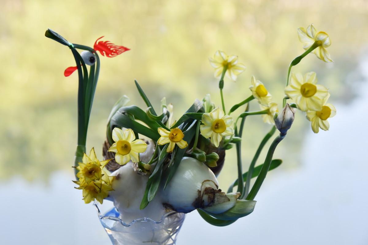 水仙花要养多久才会开花（让水仙花快速开花窍门）