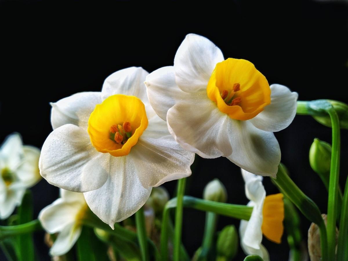 水仙花要养多久才会开花（让水仙花快速开花窍门）