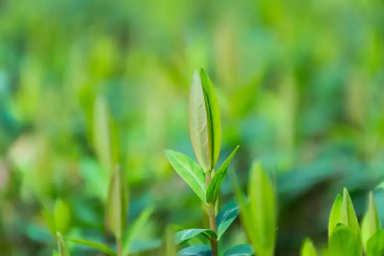 100句杨柳诗词：春天，永远都在身边