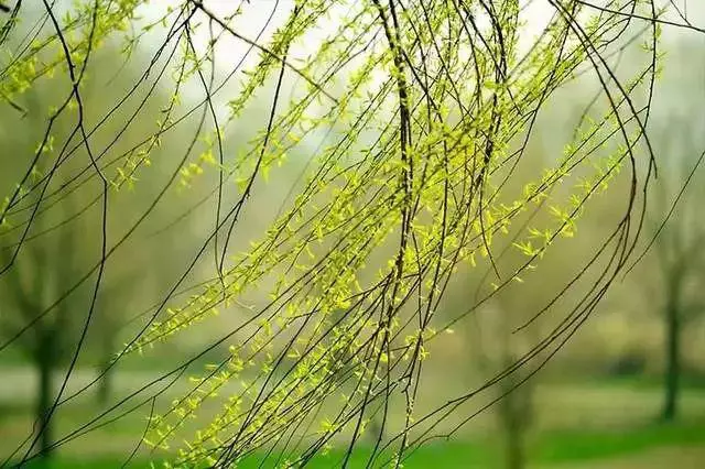 100句杨柳诗词：春天，永远都在身边