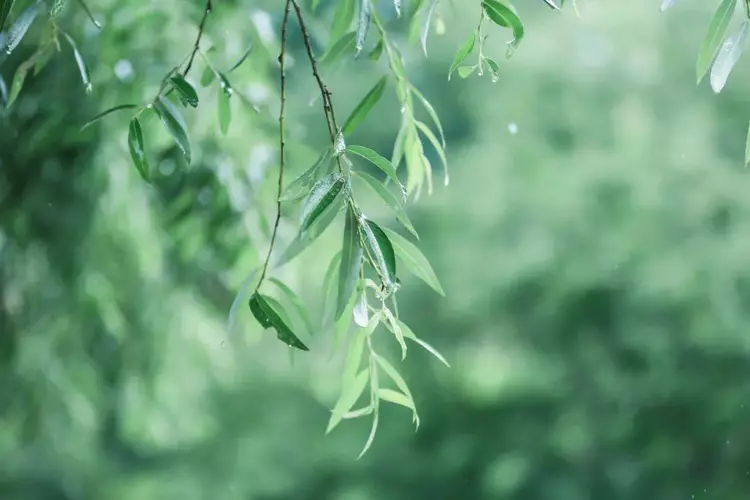 100句杨柳诗词：春天，永远都在身边