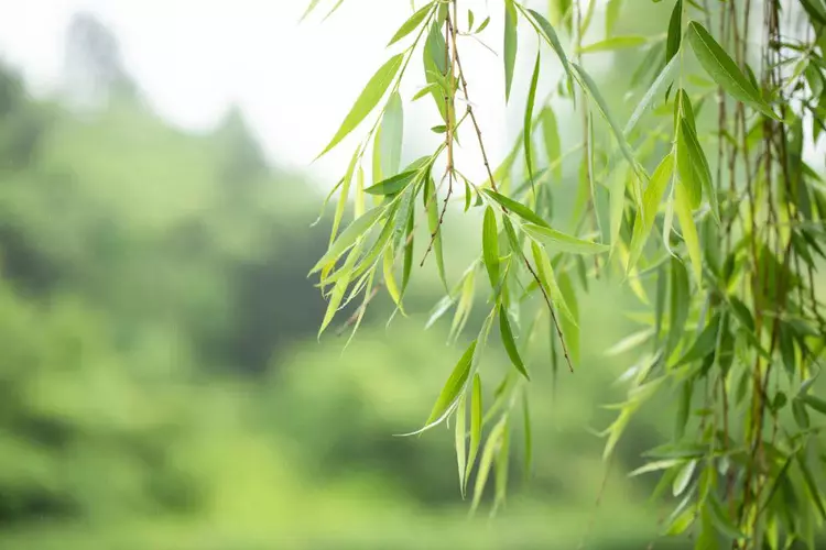 100句杨柳诗词：春天，永远都在身边