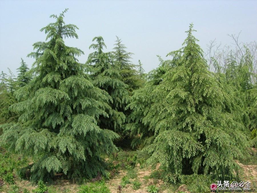 常见的松树有哪几种（盘点松树种类大全）