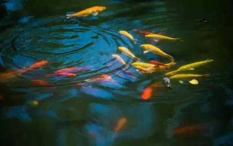 《了凡四训》10句名言，命由我作，福自己求！