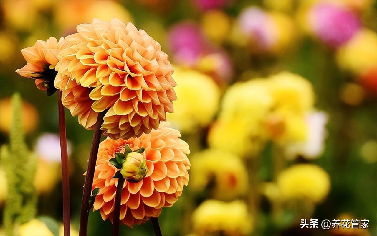 菊花十大品种名称大全（常见菊花种类介绍）