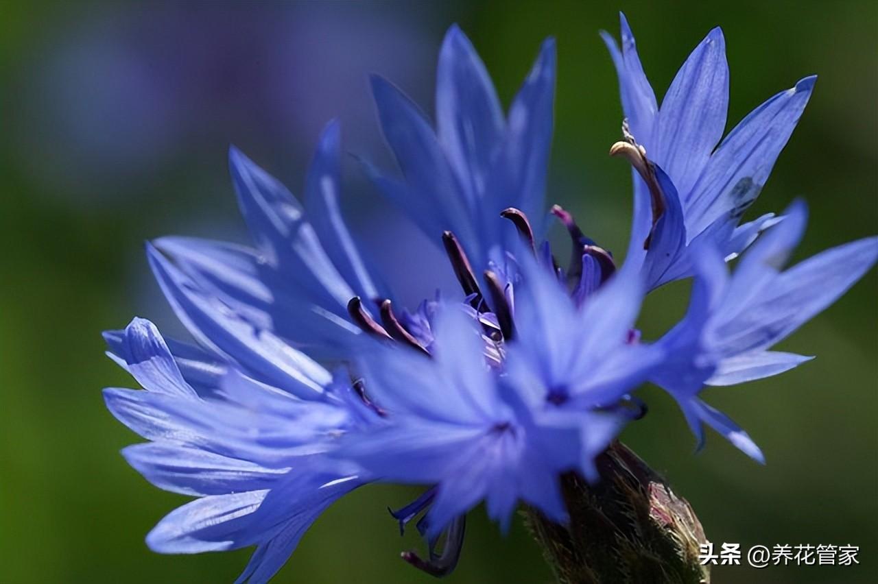 菊花十大品种名称大全（常见菊花种类介绍）