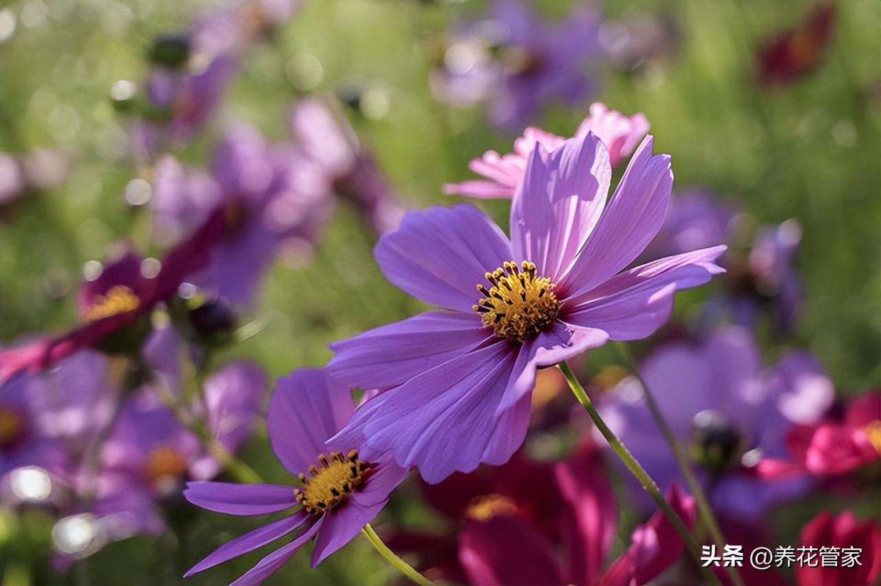 菊花十大品种名称大全（常见菊花种类介绍）