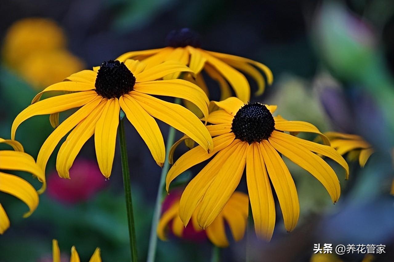 菊花十大品种名称大全（常见菊花种类介绍）