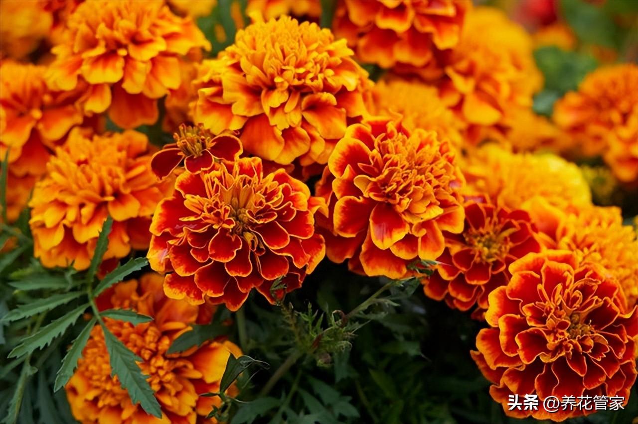 菊花十大品种名称大全（常见菊花种类介绍）