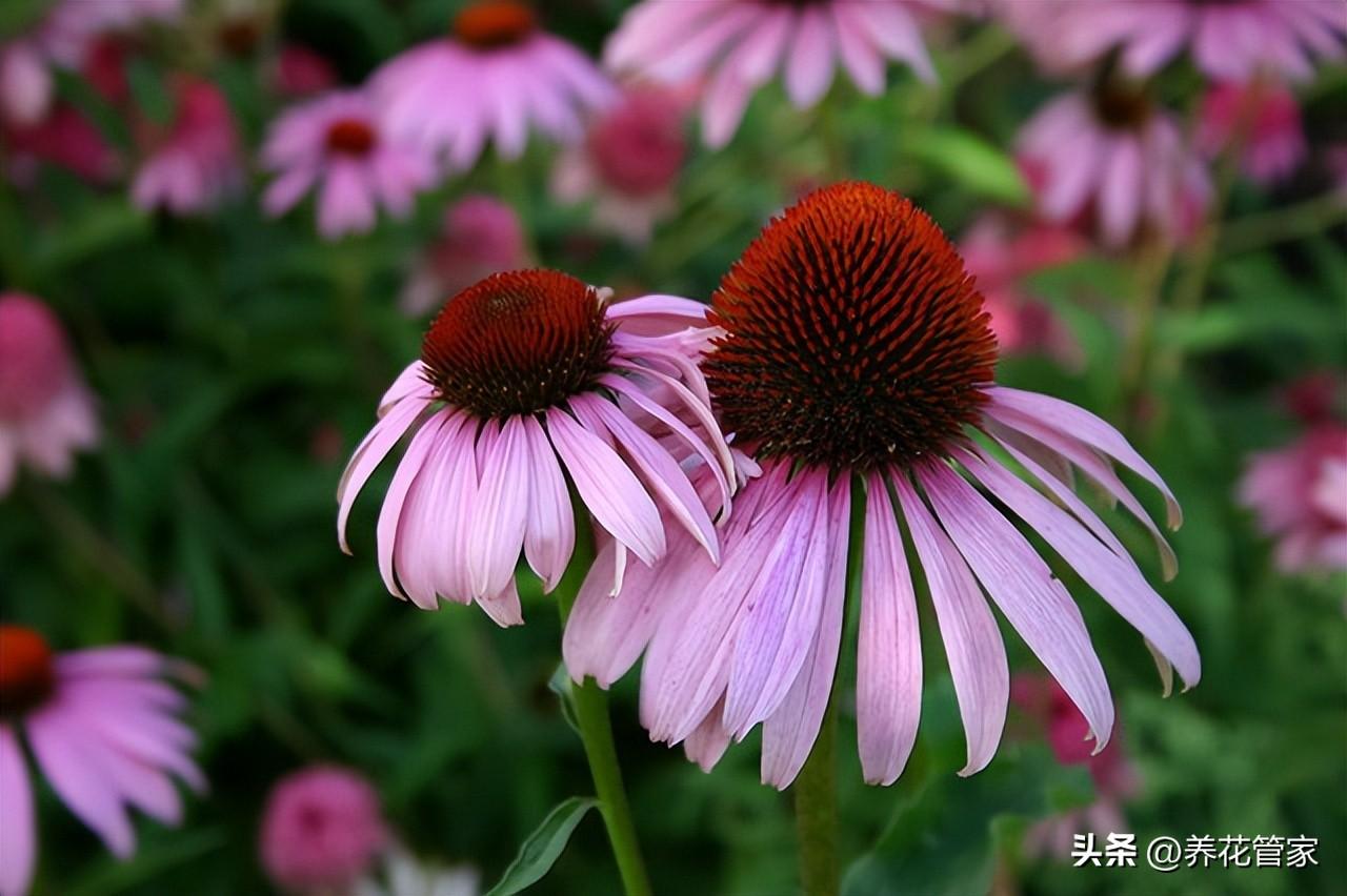 菊花十大品种名称大全（常见菊花种类介绍）
