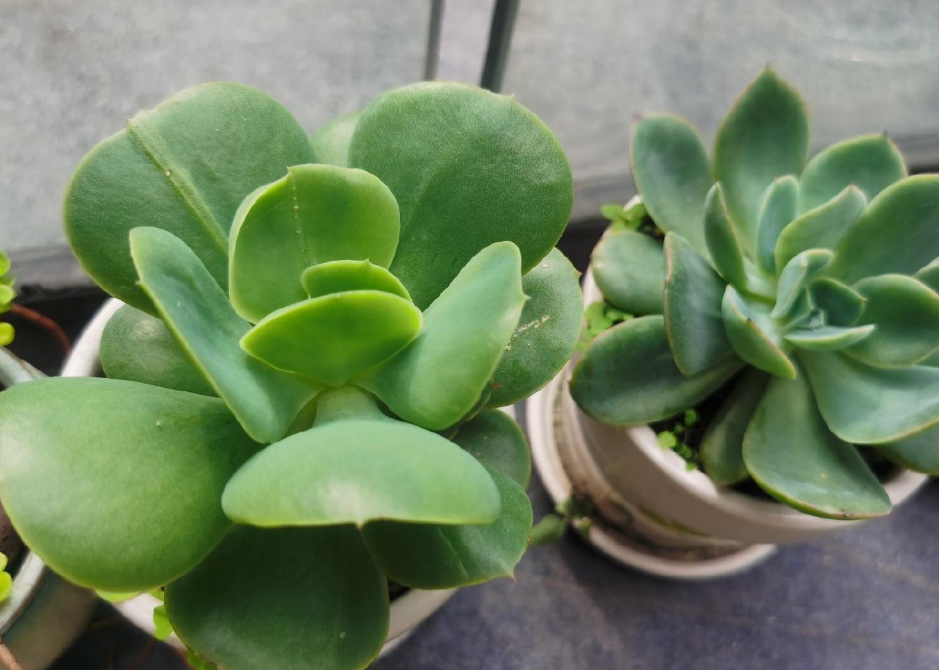 多肉植物怎么栽种（教你正确养护多肉的技巧）