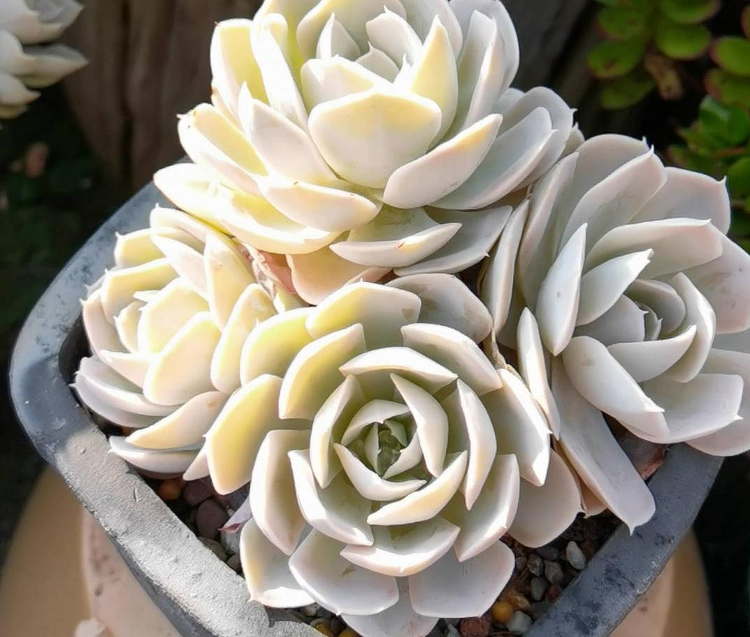 多肉植物怎么栽种（教你正确养护多肉的技巧）