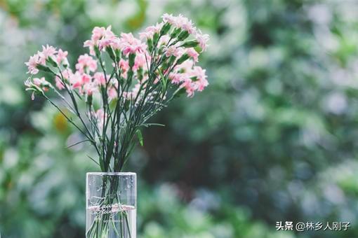 康乃馨颜色代表的含义（各色康乃馨的花语和象征）